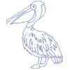 Pelican